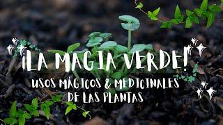 MAGIA VERDE / Usos mágicos y medicinales de las plantas