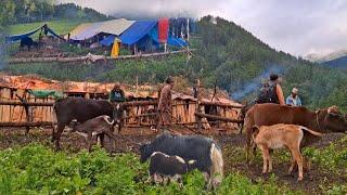 This is Himalayan Nepali village life || most peaceful And Relaxing village life || Nepali village