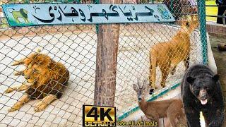 Vehari Zoo Full Vlog / Visit to Vehari Zoo in 2024 / Vehari City Chiryaghar / #VehariZoo