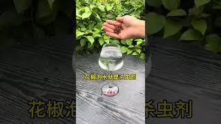 養花小妙招#養護小知識#花卉綠植