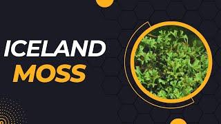 Iceland moss Spiritual and Medicinal Meaning