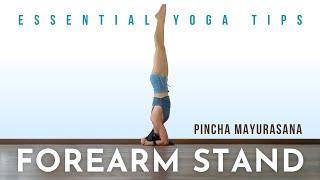 Essential Yoga Tips: Forearm Stand - Pincha Mayurasana | Meghan Currie Yoga