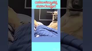 ಆಯೋ ಮಚ್ಚಾ ನನ್ನ ಬೀಟು ಹೋಗ್ಬೇಡ #beagletales #beaglecrew #pets #ytchannel #viralvideo #funny #comedy