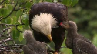 Bald Eagle Compilation