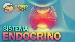 Sistema Endocrino | Il Corpo Umano