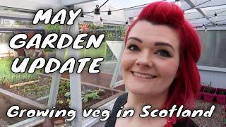 How to grow veg in Scotland - May Update in the Garden / MoggyBoxCraft