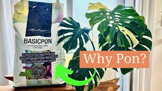 Why I use Lechuza-Pon for my Houseplants