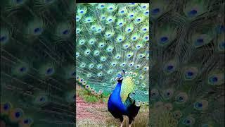 Beautiful Peacock sound  #peacocksound #birds