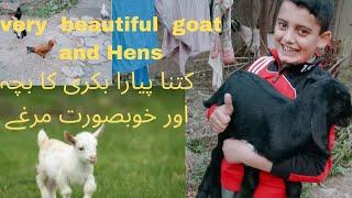 Very beautiful goat and Hens/khobsort bakri aur murgi#village#villagelifestyle​ #dailyvlog#minivlog