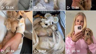 Dachshund puppy TIKTOK COMPILATION!  All Bentley's video's