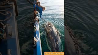 A Huge Whale Swims Out Of The Water And Asks A Rescue Team To Help Remove Barnacles #animalrescue