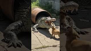 Puppy’s Terrifying Face-Off with a Giant Crocodile! 2 #crocodileattacks