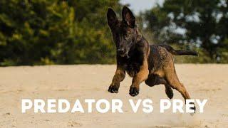 What is Defense? Predator vs. Prey | Grassroots K9