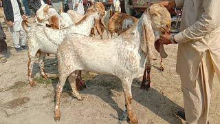 makhi cheeni bakra Mandi 2024 Ajmal TV Hasilpur 03086171529