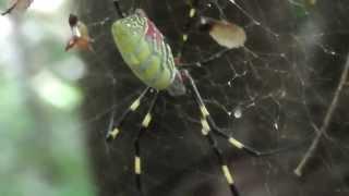 Joro spiders in a park in Japan