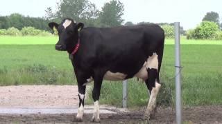 100 sub :) Cow special Danish Agriculture HD