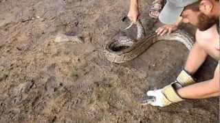 African rock python, Python sebae, Guelta Galoûla, Assaba, Mauritania