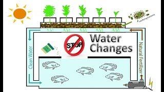 Eliminate Water Changes through Aquaponics