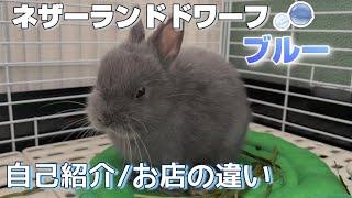 綺麗なブルーうさぎの自己紹介 / お迎えしたお店の違いについて【ネザーランドドワーフのコッペ】