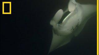 Les impressionnantes mantas géantes en images