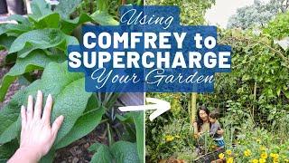 Growing and using comfrey - a free fertiliser to supercharge your garden | Permaculture food forest