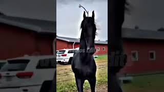 Cavalo friesian edit  #fyp #viral #cavalo #edit #naoflopa #shorts #horse