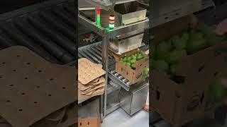 Packline Technologies semi-automatic avocado tray fillers #agriculturetechnology #foodpacking