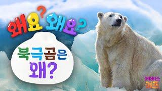 새하얀 털을 가진 북극곰! 북극곰의 털은 왜?ㅣ왜요? 왜요? 궁금할 만두ㅣKBS 240104 방송