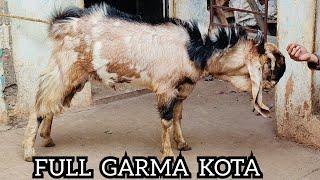 MASHAALLAH TOP QUALITY KOTA BAKRA AT IRSHAD KOTA  (7740803310) #kotabakra #animals