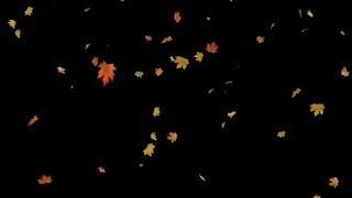 Falling Maple Leaves | Motion Graphics - Videohive template