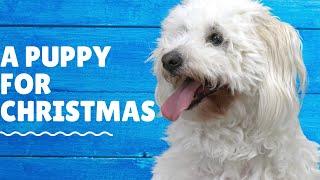 I surprised my mom for Christmas | Coton De Tulear