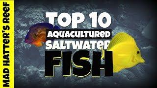 Top 10 Aquacultured Saltwater Fish