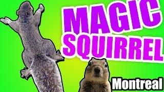 Magic SQUIRREL !!! - Montréal