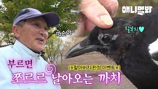 동네 깡패로 유명한 까치, 할아버지 앞에선 순한 양?!ㅣGangster Magpie is so kind in front of the Grandpa