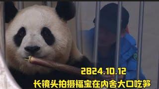 10.12福公主在洞口吃播太治愈了，好乖好可爱的宝宝#panda #大熊貓 #大熊猫福宝