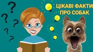 Цікаві факти про собак ‍ #собака #факти