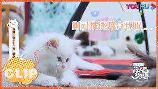 【汪喵物语】：铲屎官陪玩小猫咪们！| EP05 CLIP | YOUKU SHOW | 优酷综艺