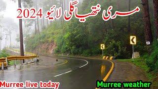 murree live today | #murree Nathia gali today | murree weather | murree snowfall update #2024