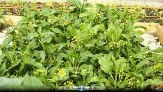 How to grow Yu Choy Sum （油菜心）