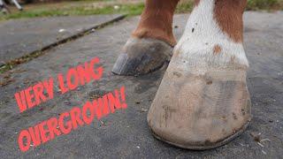 Really Long Overgrown Horse Hooves.  Farrier Gives these Feet Much Needed Attention.