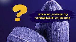  Компанія «Євросем» шукає фермерів, які нададуть ділянки під гібридизацію соняшнику.