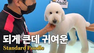 Subtitles]  IT'S BIG BUT CUTE : Grooming for Standard Poodle