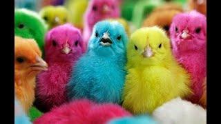 COLOUR CHICKS | colour chicken babys | Hens Chicks playing game | Colour Chick Video | Hen Videos