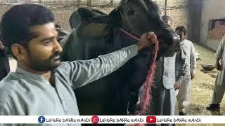 Gujranwala k Shaukeen Farrukh Ijaz Ghar ki Qurbani k Janwer 2022 | Heavy Wachy 2022 k Liye #teamlbm