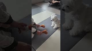 호야는 과연 새장난감을 고를까?