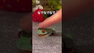 かわいくてついついナデナデしたくなる️#frog #アカメアマガエル #アマガエル #かえる #可愛いカエル #飼育 #カエルの飼い方