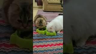 sweet cats eating their food #feedshorts #ytshorts #trending