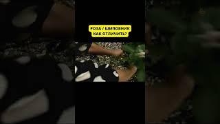Роза / Шиповник // Загородный #загородный #shorts #shortsvideo