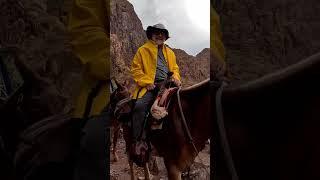 The Mules at Grand Canyon #Mules #grandcanyon