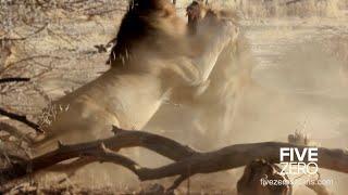 Lions Fighting over Female